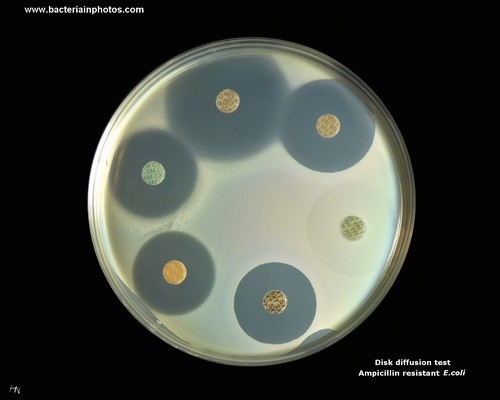 disk diffusion test with escherichia coli